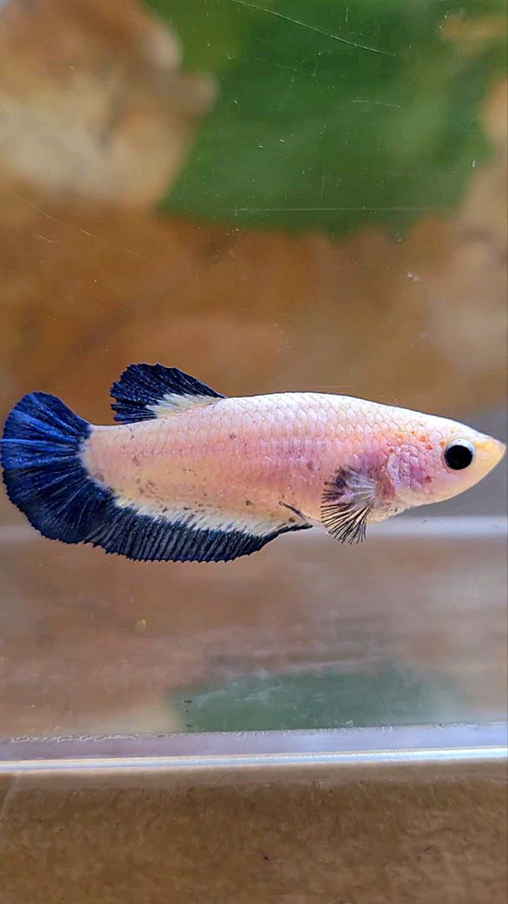 FEMALE PLAKAT BLUE RIM BETTA FISH