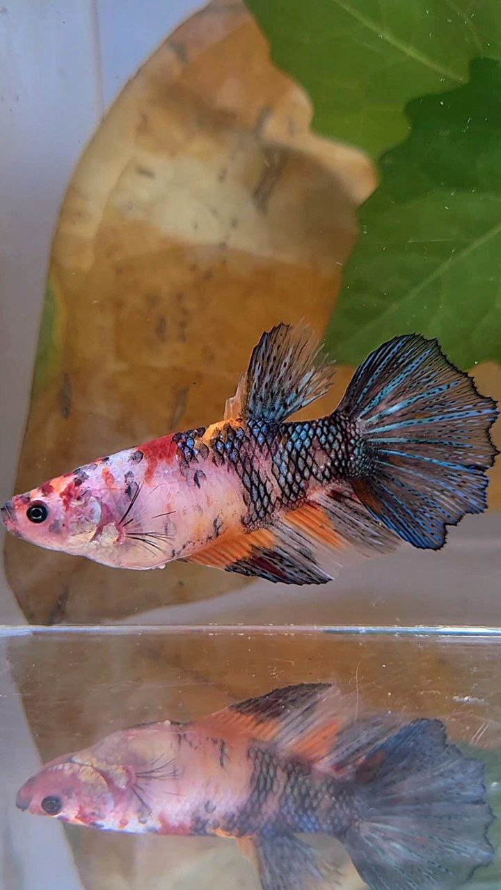 XL FEMALE HALFMOON KOI MULTICOLOR BETTA FISH