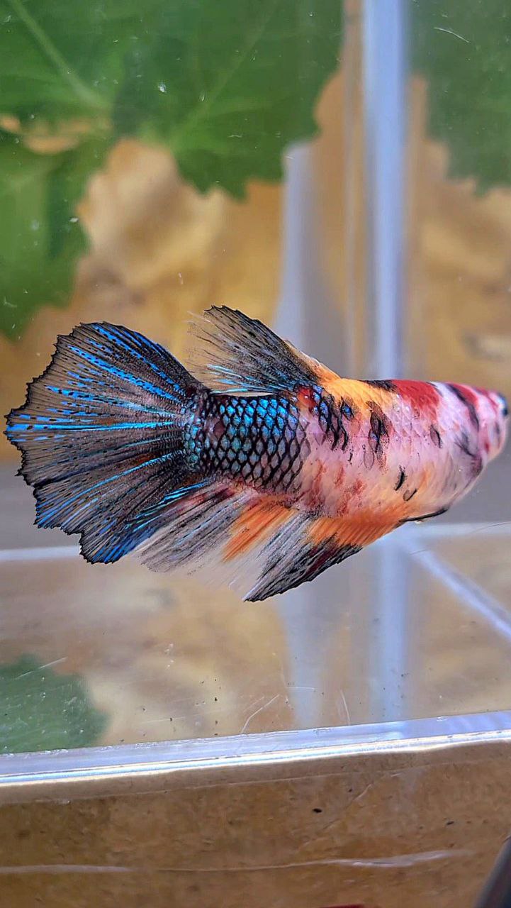 XL FEMALE HALFMOON KOI MULTICOLOR BETTA FISH