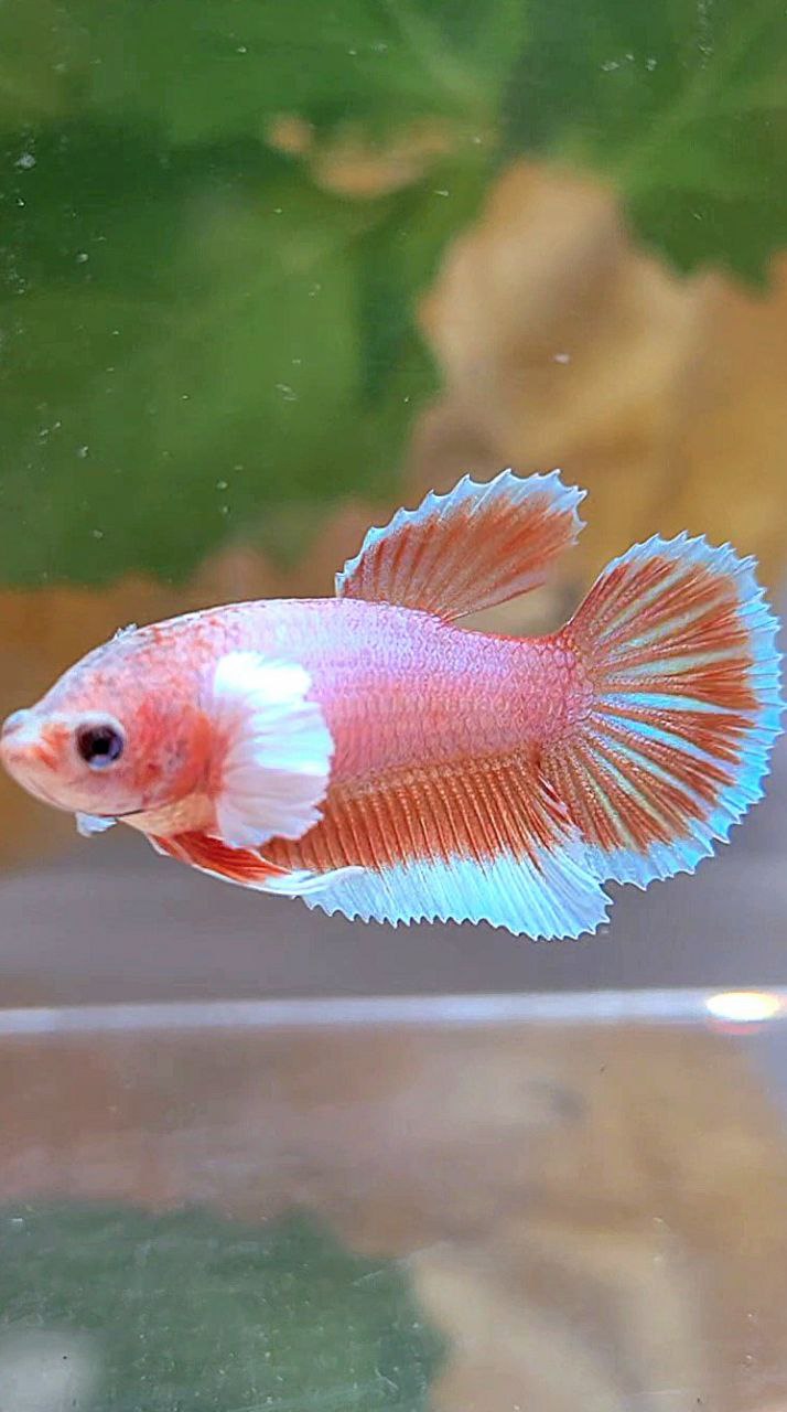 FEMALE HALFMOON DUMBO EAR ORANGE PINEAPPLE BETTA FISH