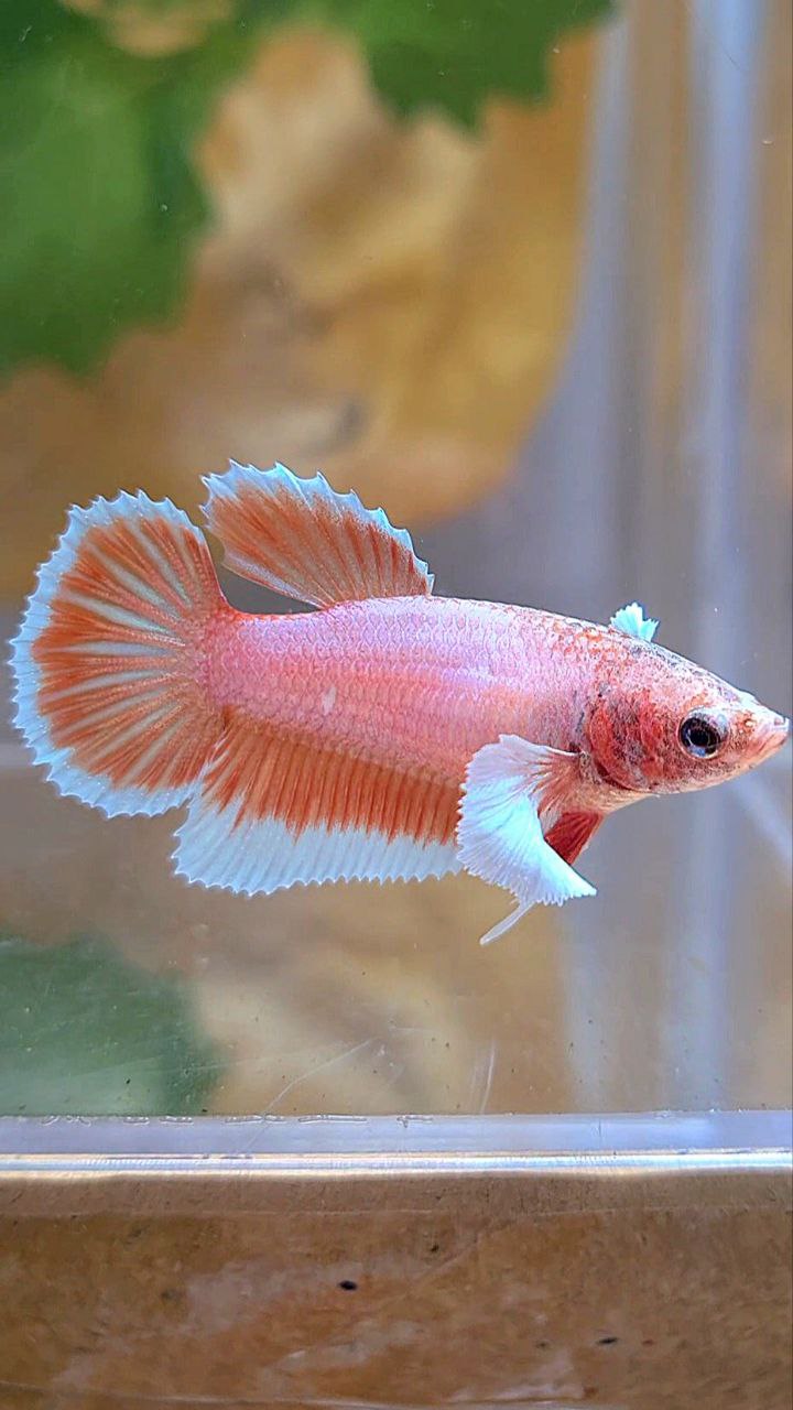 FEMALE HALFMOON DUMBO EAR ORANGE PINEAPPLE BETTA FISH