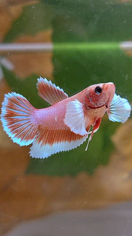 FEMALE HALFMOON DUMBO EAR ORANGE PINEAPPLE BETTA FISH