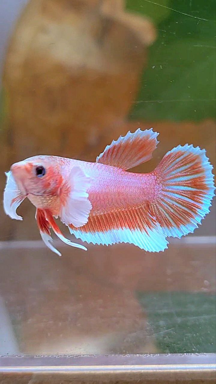 FEMALE HALFMOON DUMBO EAR ORANGE PINEAPPLE BETTA FISH