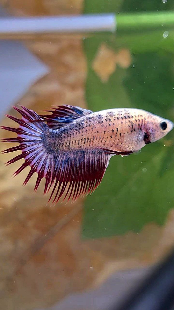 FEMALE CROWNTAIL PURPLE MASCOT BETTA FISH