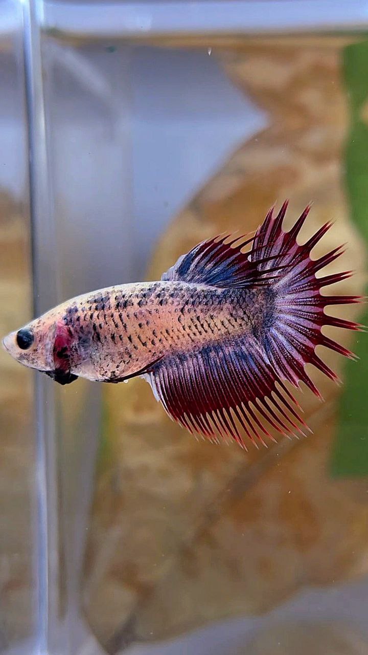 FEMALE CROWNTAIL PURPLE MASCOT BETTA FISH