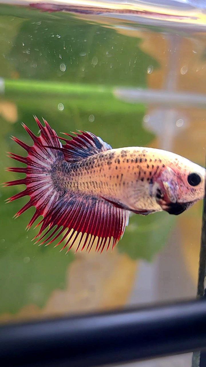 FEMALE CROWNTAIL PURPLE MASCOT BETTA FISH