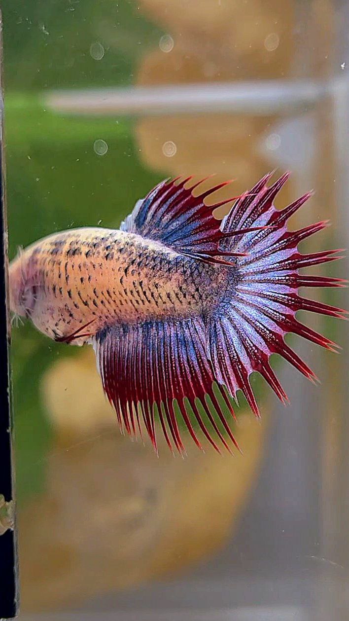 FEMALE CROWNTAIL PURPLE MASCOT BETTA FISH