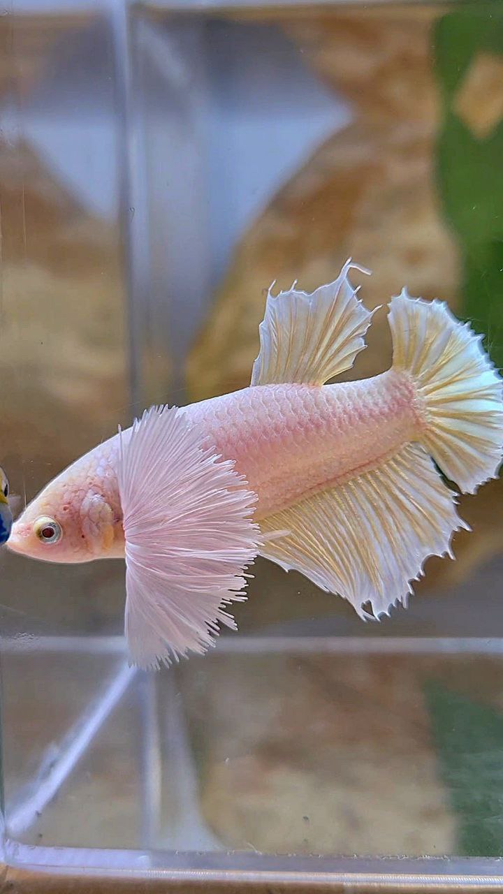 FEMALE HALFMOON SUPER DUMBO EAR GOLD BETTA FISH
