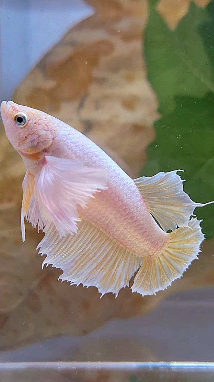 FEMALE HALFMOON SUPER DUMBO EAR GOLD BETTA FISH