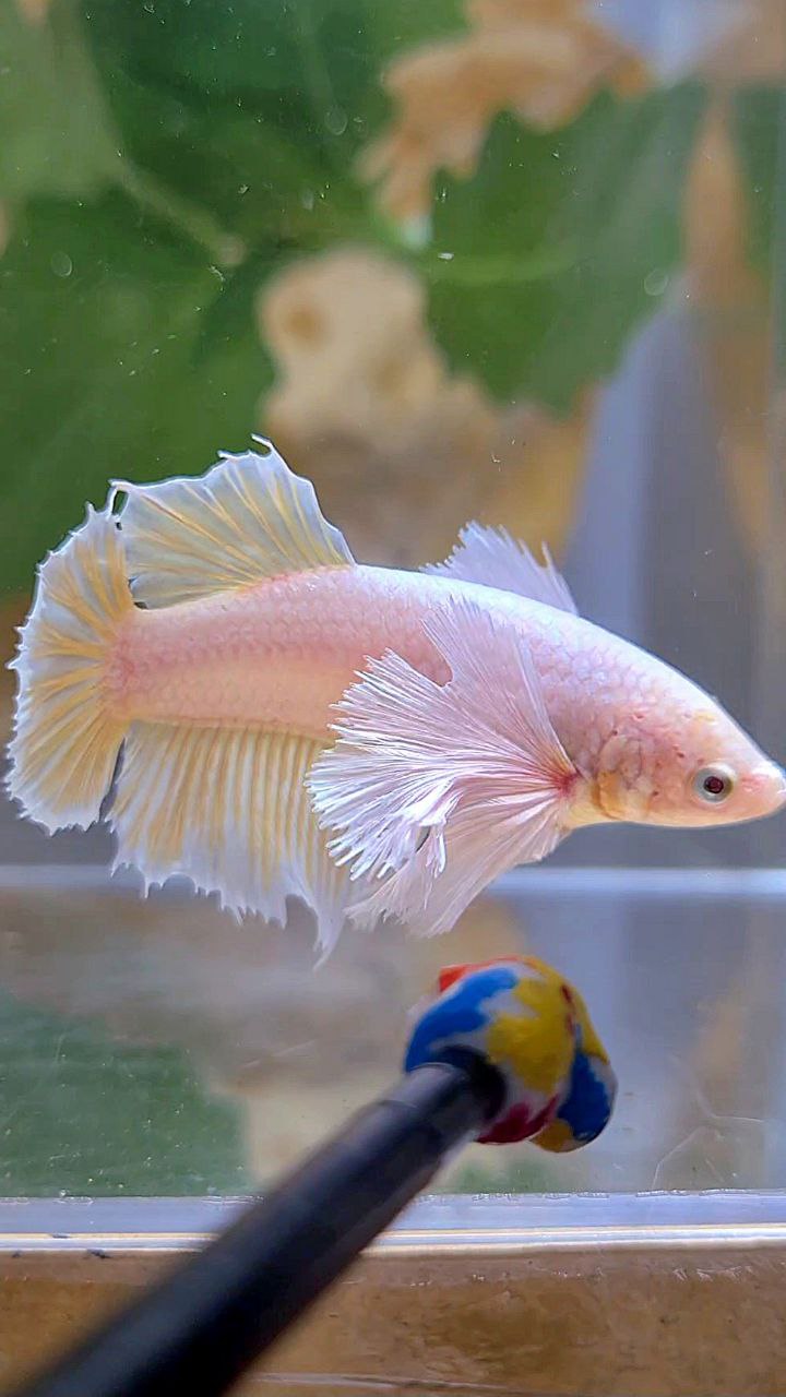 FEMALE HALFMOON SUPER DUMBO EAR GOLD BETTA FISH