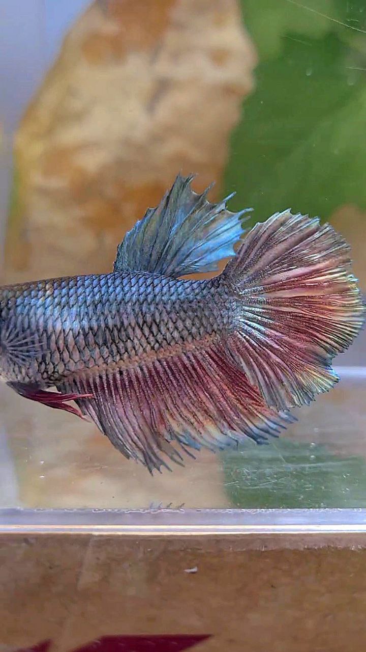 FEMALE HALFMOON COPPER RED BETTA FISH