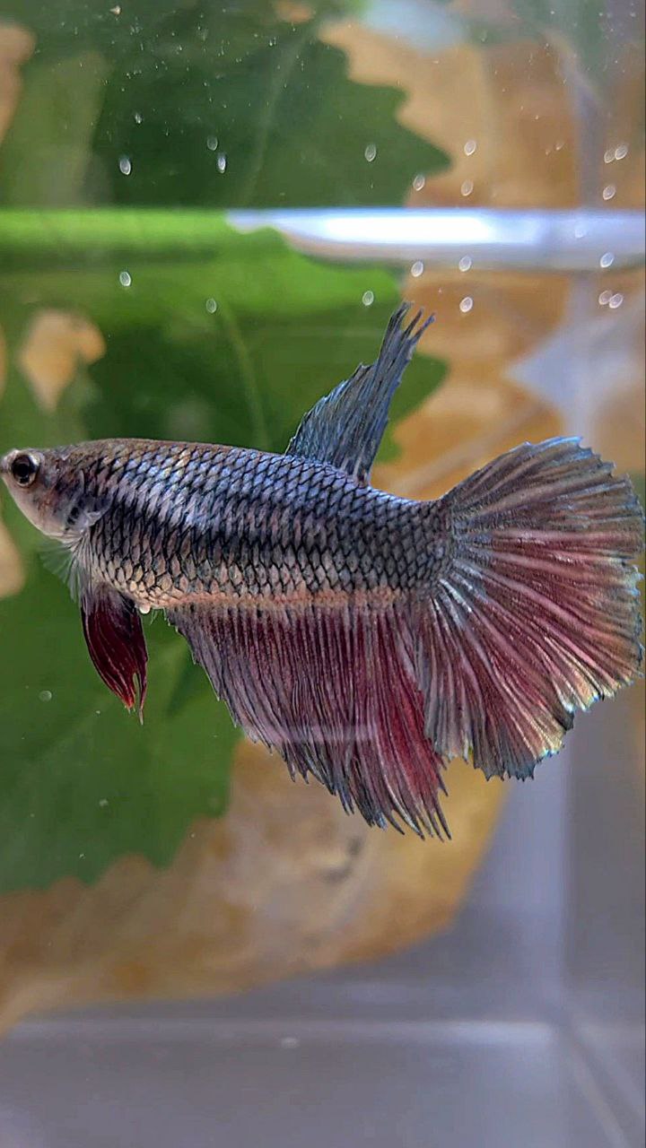 FEMALE HALFMOON COPPER RED BETTA FISH