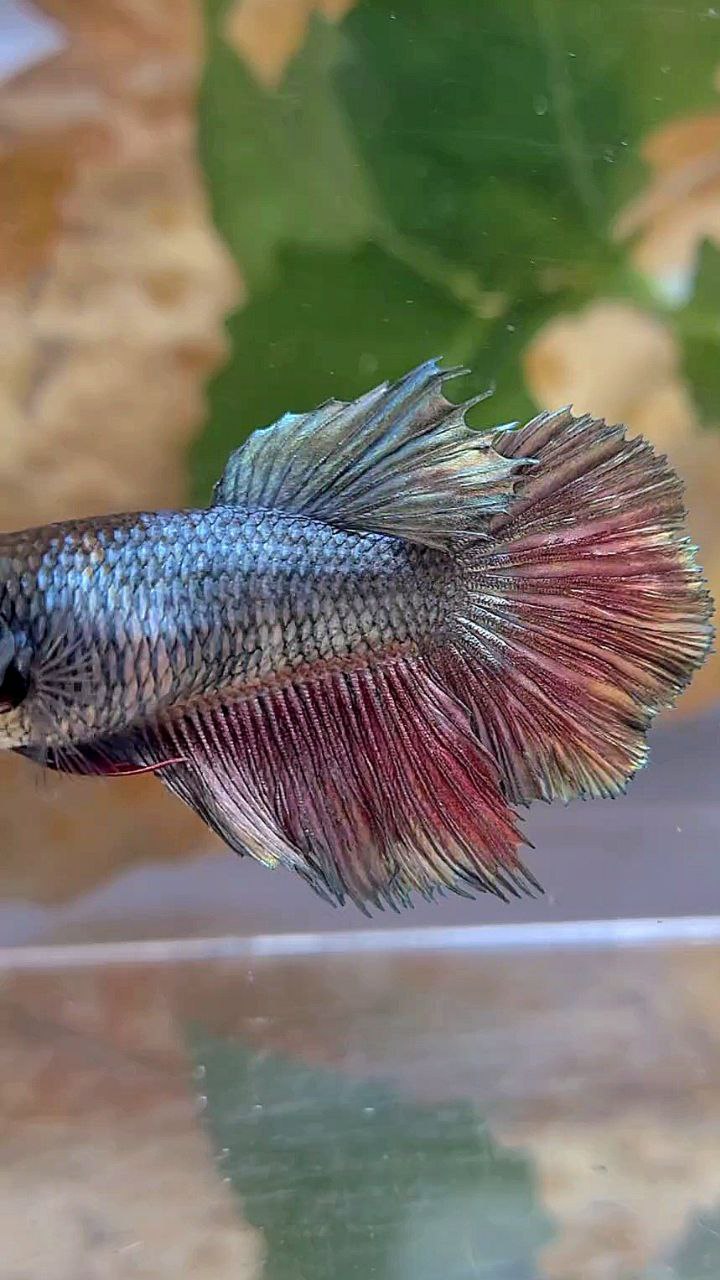 FEMALE HALFMOON COPPER RED BETTA FISH