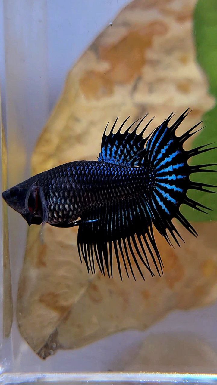 FEMALE KING CROWNTAIL BLACK ORCHID BETTA FISH