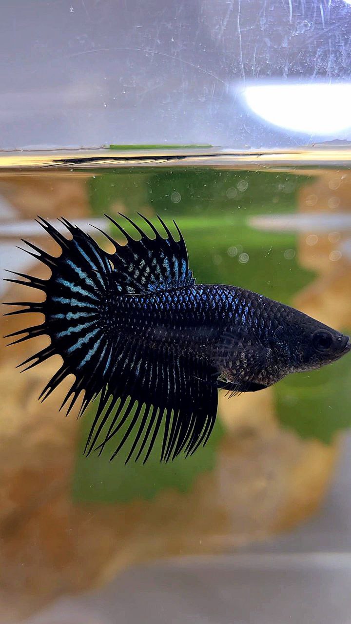 FEMALE KING CROWNTAIL BLACK ORCHID BETTA FISH
