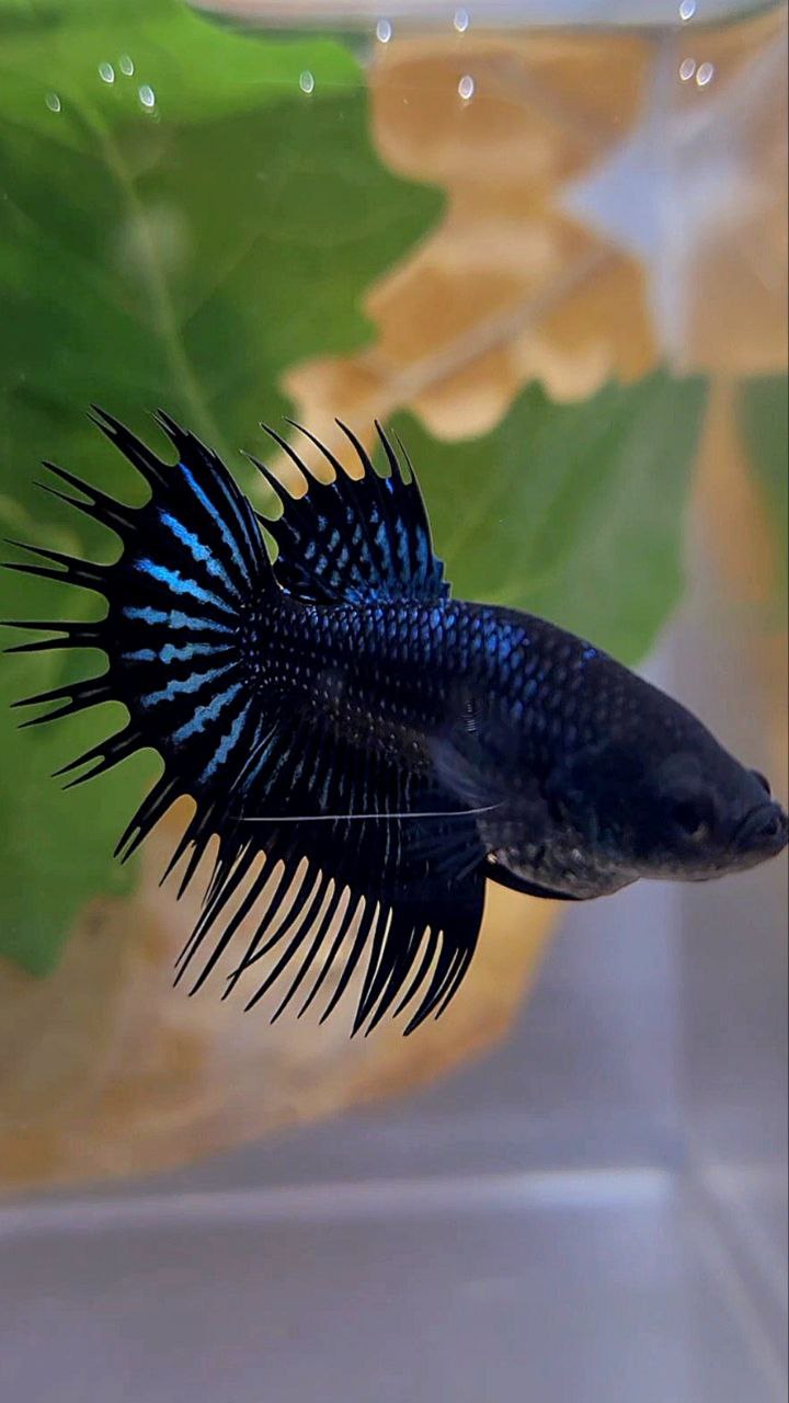 FEMALE KING CROWNTAIL BLACK ORCHID BETTA FISH