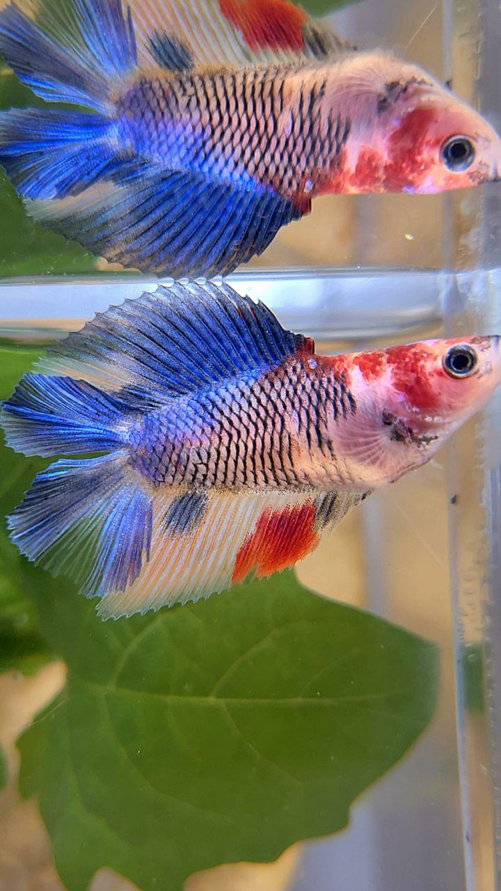 FEMALE HALFMOON DOUBLE TAIL KOI MULTICOLOR BETTA FISH