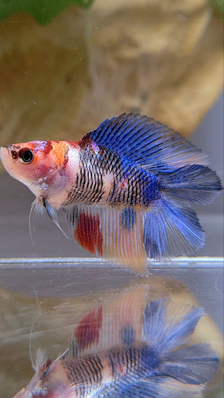 FEMALE HALFMOON DOUBLE TAIL KOI MULTICOLOR BETTA FISH
