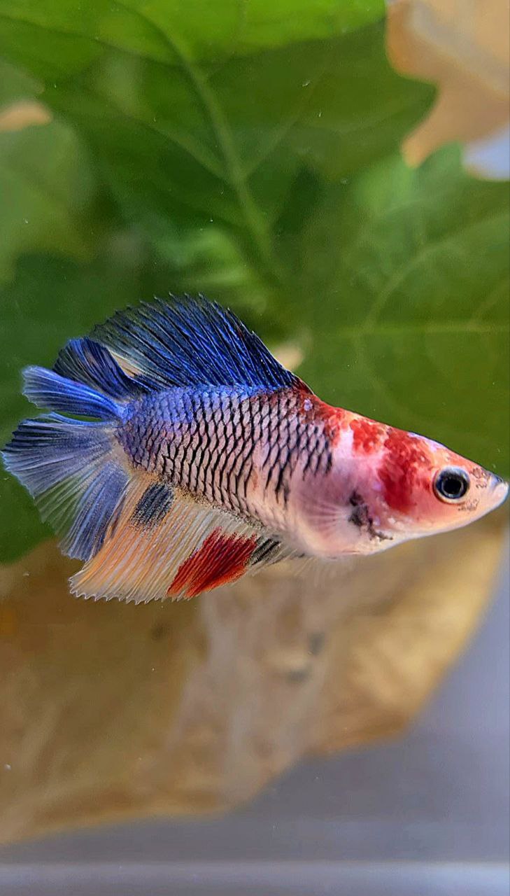 FEMALE HALFMOON DOUBLE TAIL KOI MULTICOLOR BETTA FISH