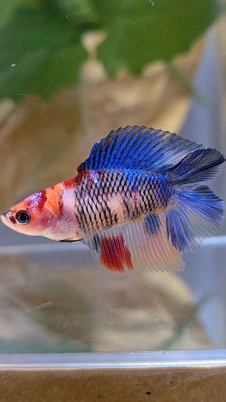 FEMALE HALFMOON DOUBLE TAIL KOI MULTICOLOR BETTA FISH