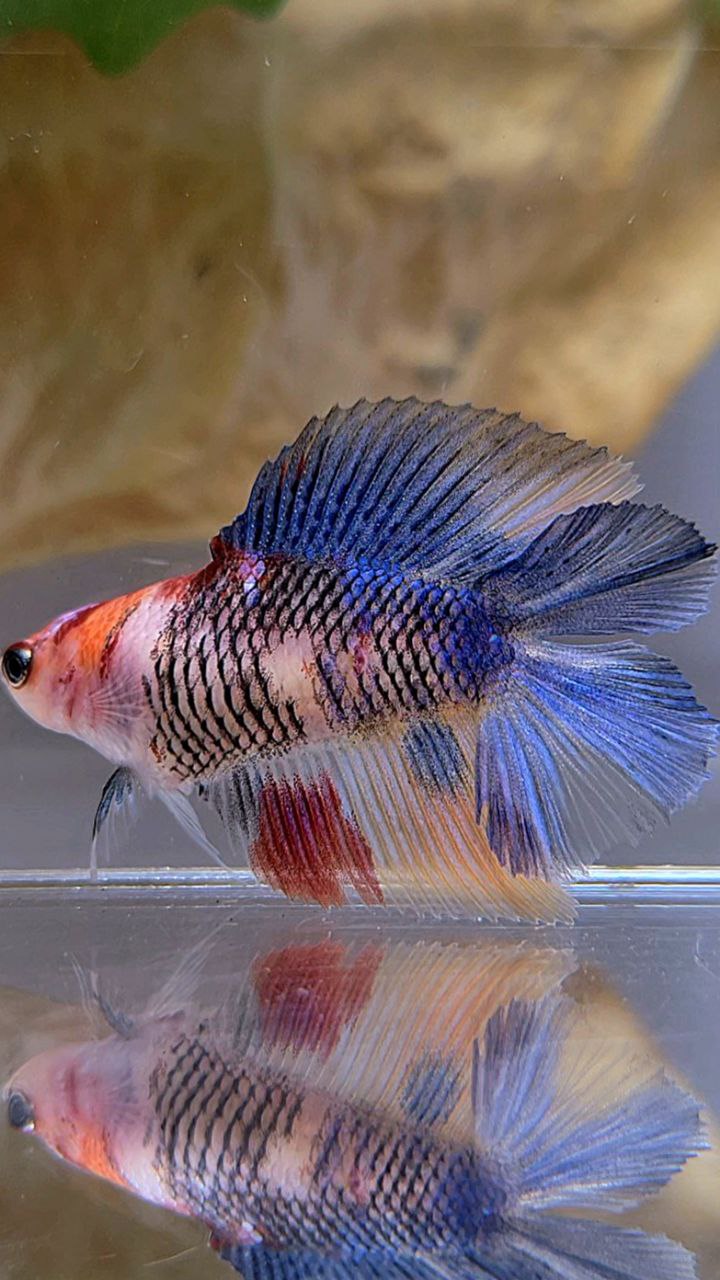 FEMALE HALFMOON DOUBLE TAIL KOI MULTICOLOR BETTA FISH