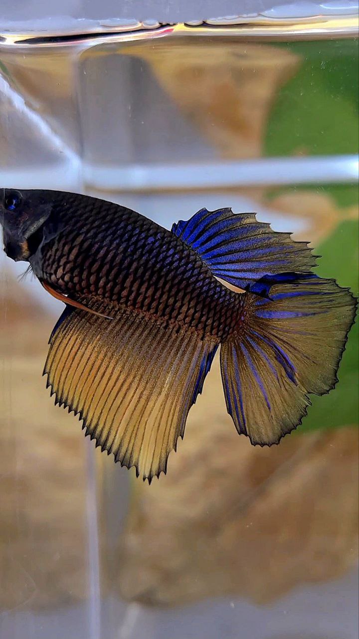 FEMALE HALFMOON BLACK MUSTARD GAS YELLOW BETTA FISH