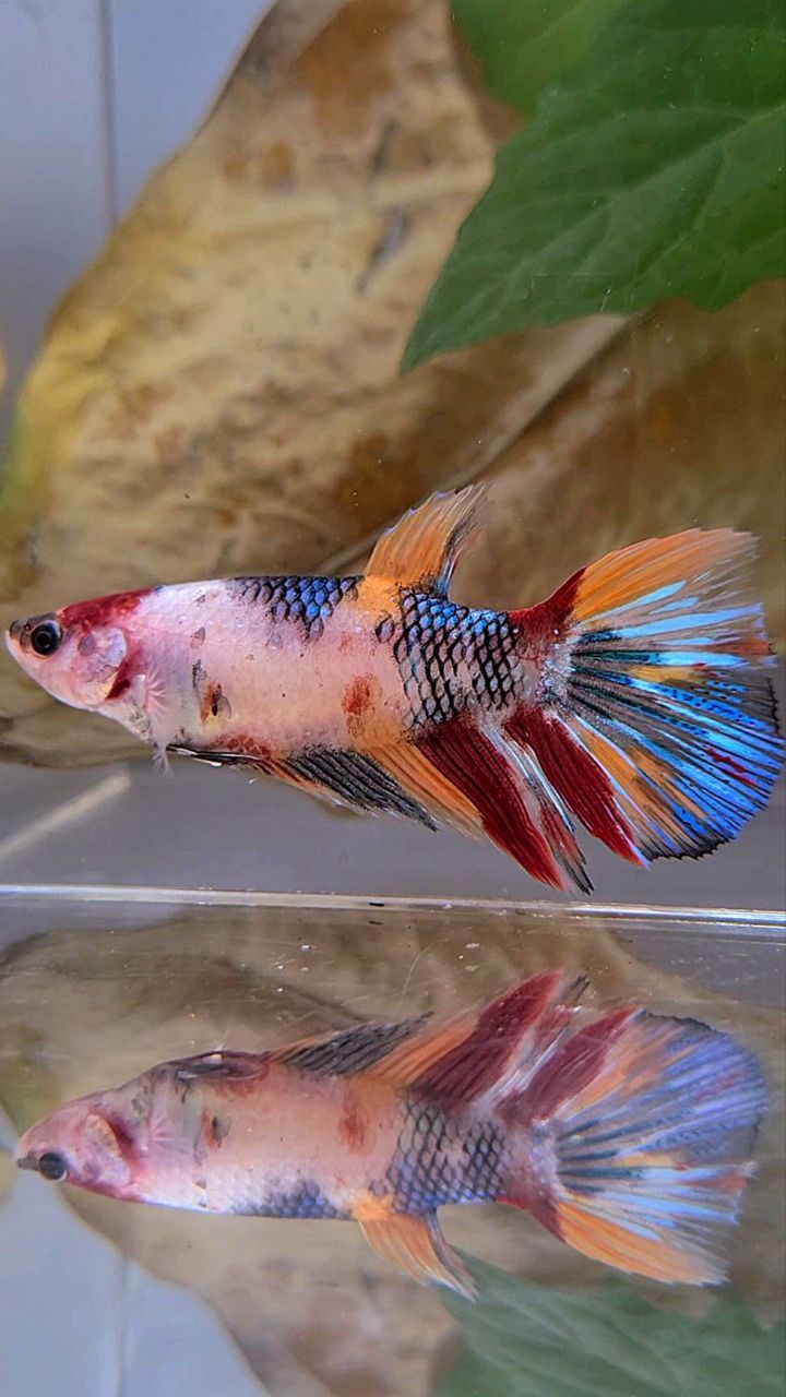 XL FEMALE HALFMOON KOI MULTICOLOR BETTA FISH