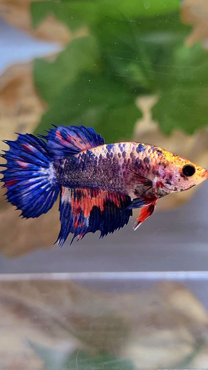 FEMALE HALFMOON CROWNTAIL BLUE PURPLE NEMO MULTICOLOR BETTA FISH