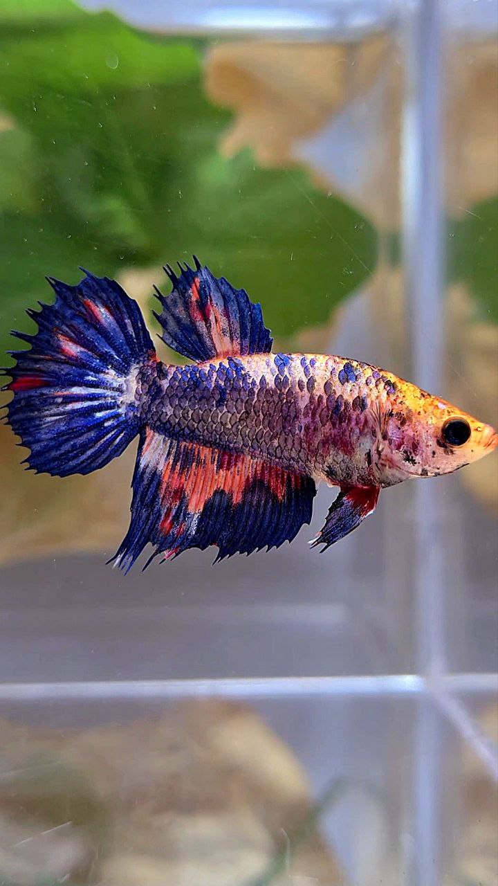 FEMALE HALFMOON CROWNTAIL BLUE PURPLE NEMO MULTICOLOR BETTA FISH