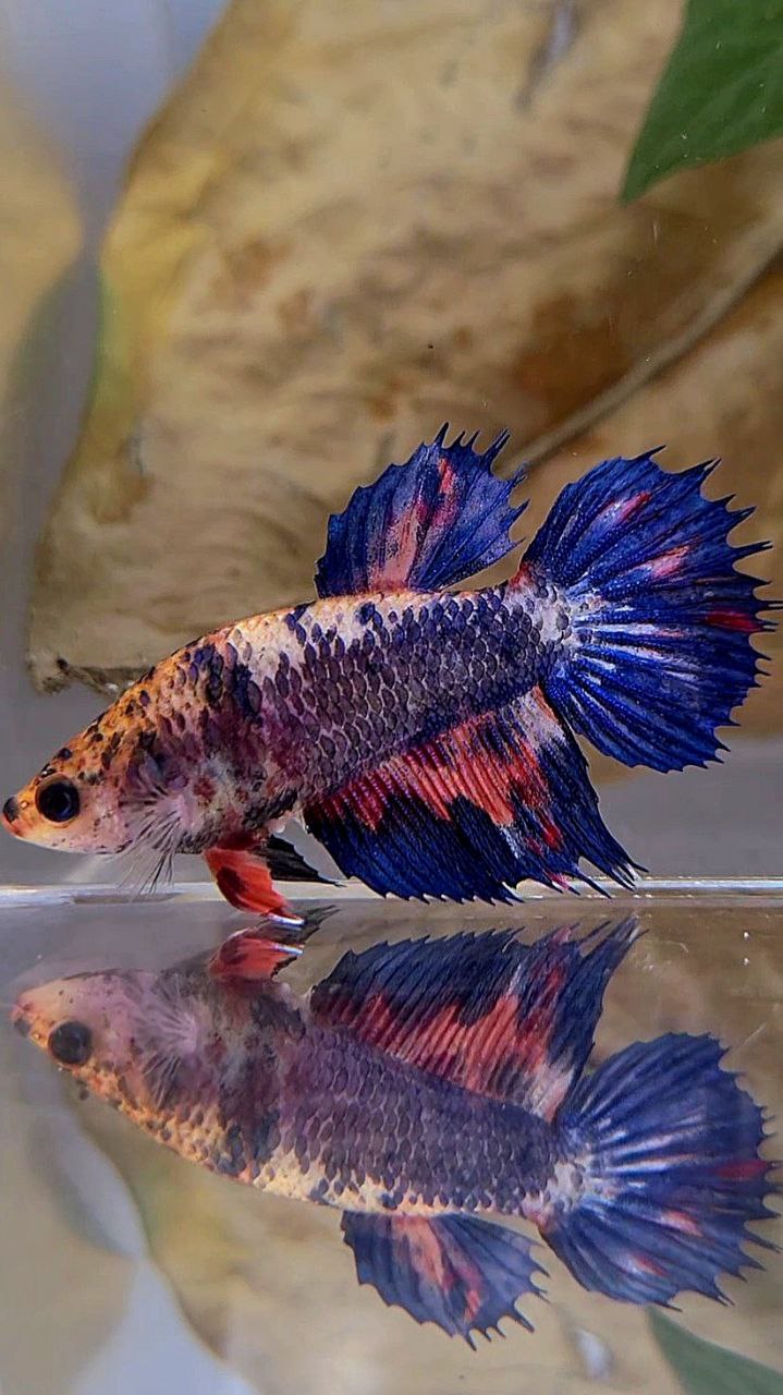 FEMALE HALFMOON CROWNTAIL BLUE PURPLE NEMO MULTICOLOR BETTA FISH