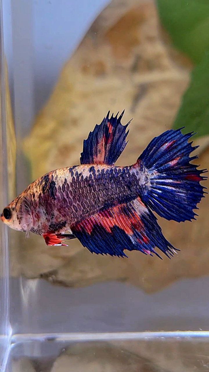 FEMALE HALFMOON CROWNTAIL BLUE PURPLE NEMO MULTICOLOR BETTA FISH