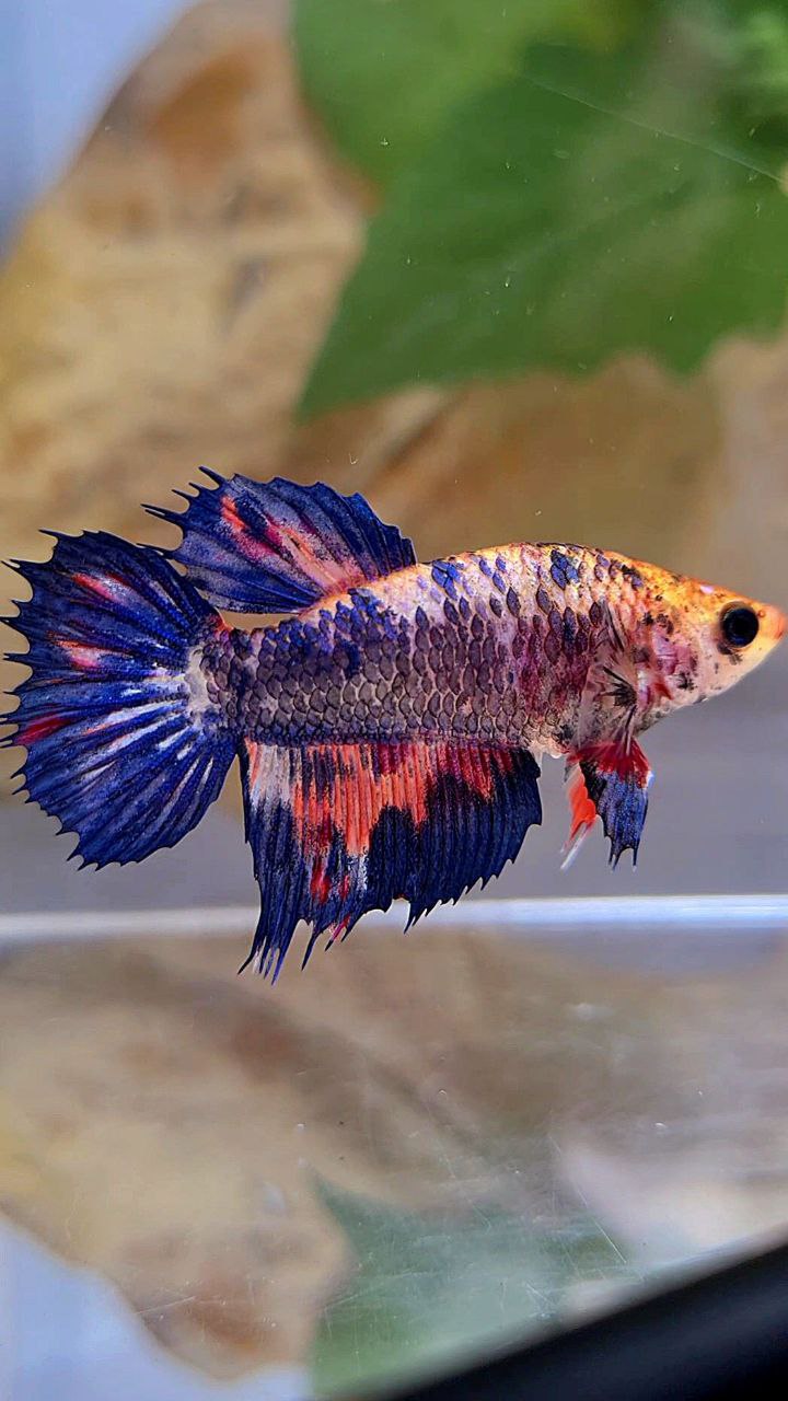 FEMALE HALFMOON CROWNTAIL BLUE PURPLE NEMO MULTICOLOR BETTA FISH