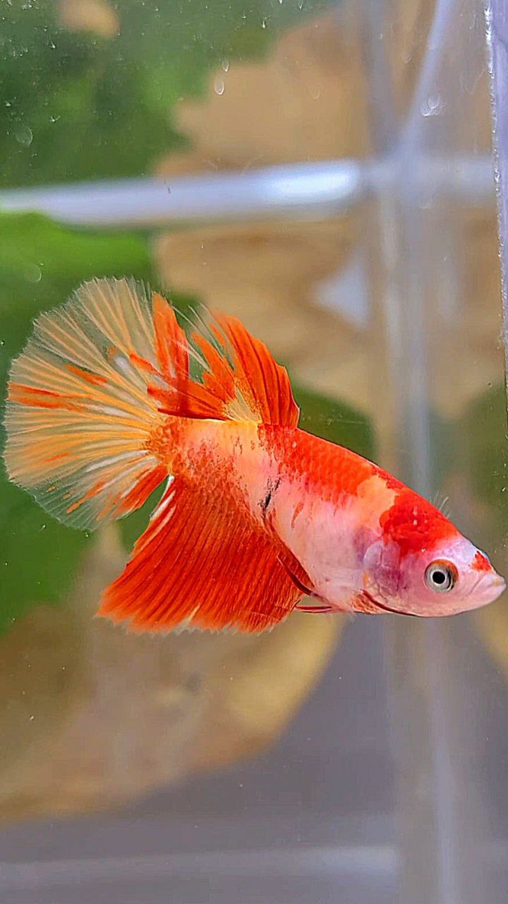 FEMALE HALFMOON LEOPARD KOI MULTICOLOR BETTA FISH