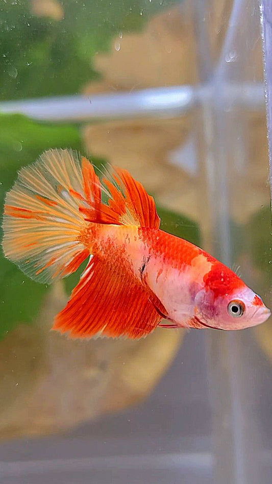 FEMALE HALFMOON LEOPARD KOI MULTICOLOR BETTA FISH