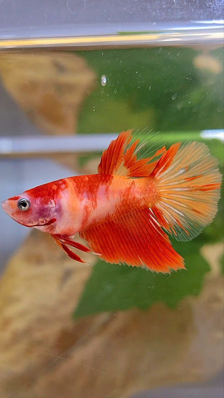 FEMALE HALFMOON LEOPARD KOI MULTICOLOR BETTA FISH