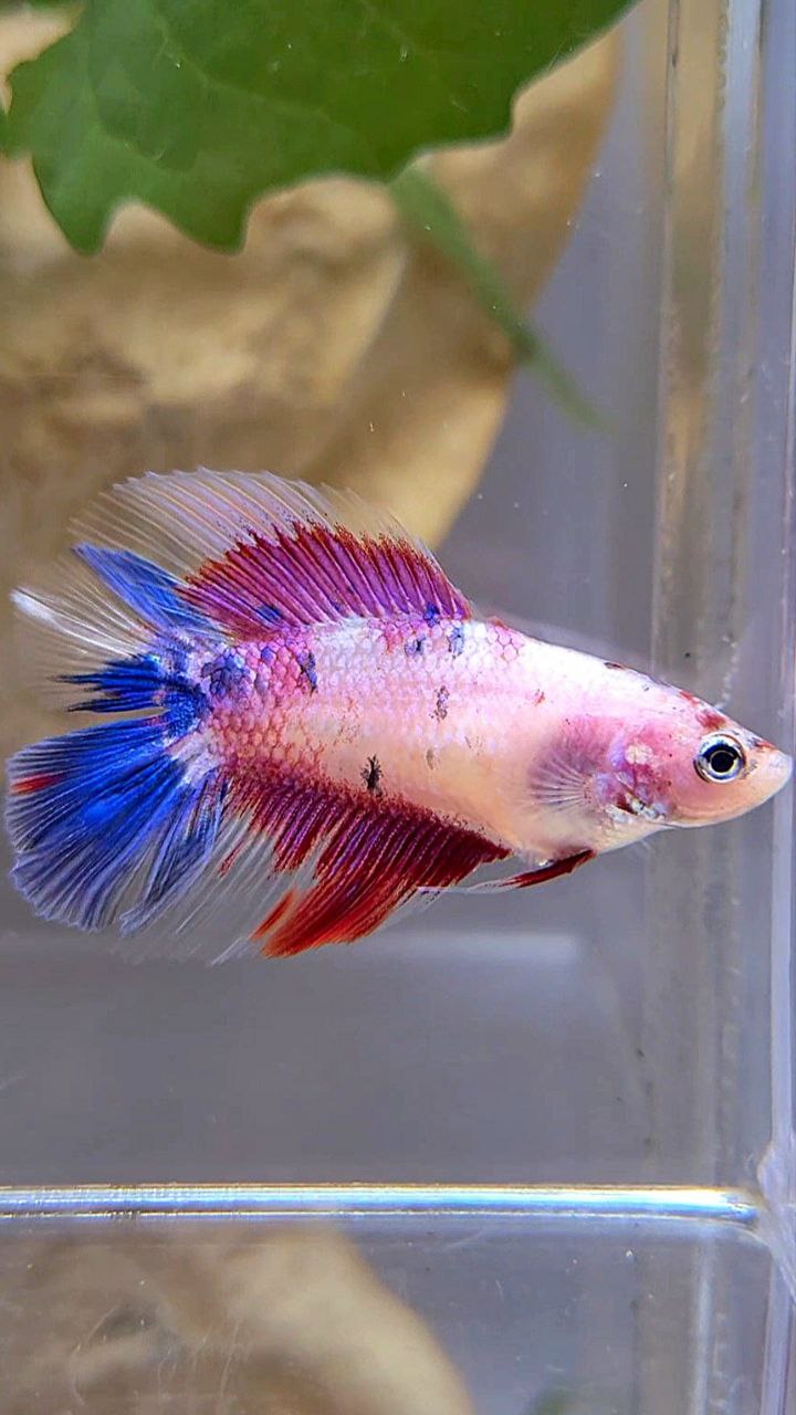 FEMALE HALFMOON DOUBLE TAIL PURPLE CANDY MULTICOLOR BETTA FISH