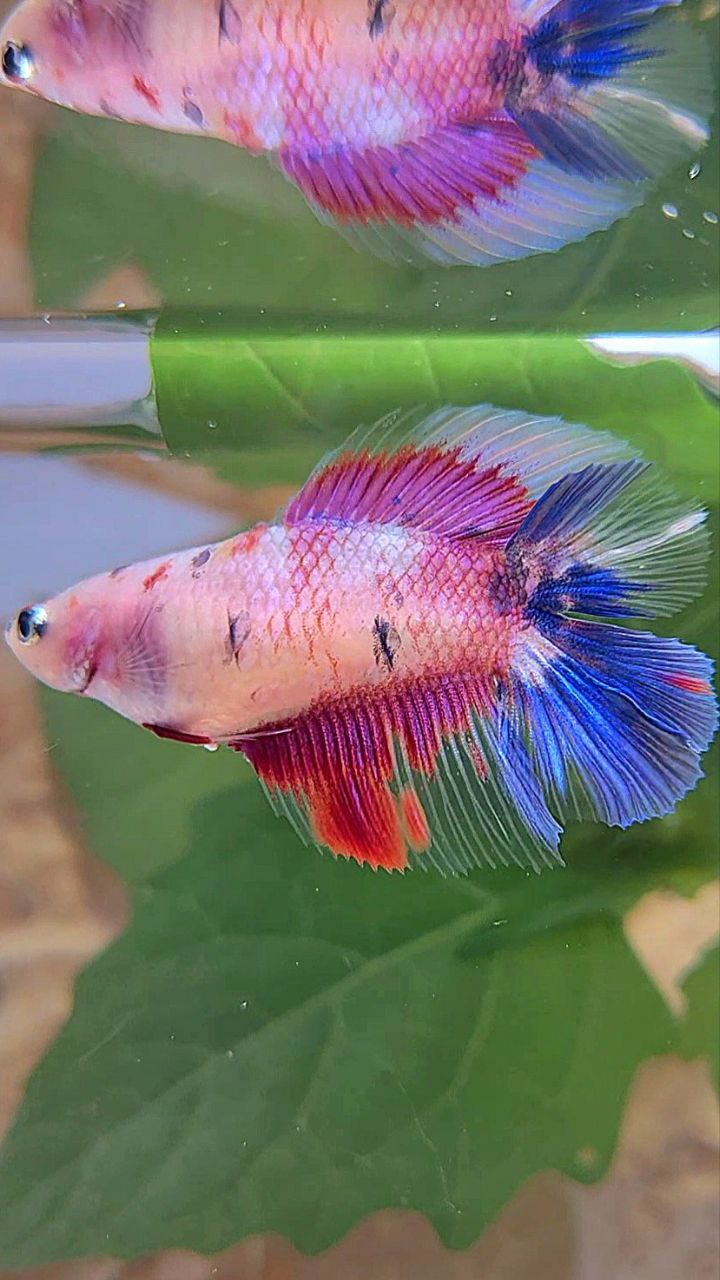 FEMALE HALFMOON DOUBLE TAIL PURPLE CANDY MULTICOLOR BETTA FISH
