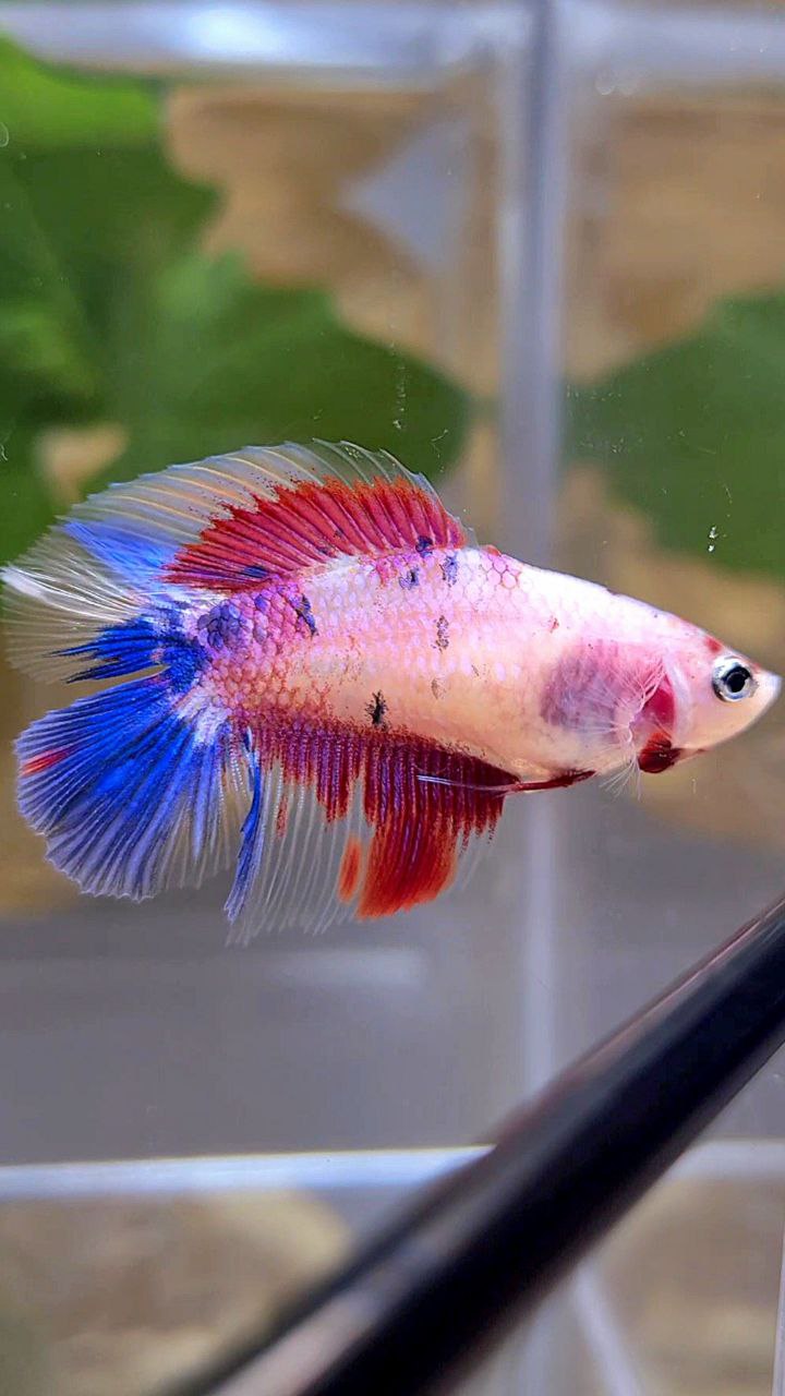 FEMALE HALFMOON DOUBLE TAIL PURPLE CANDY MULTICOLOR BETTA FISH