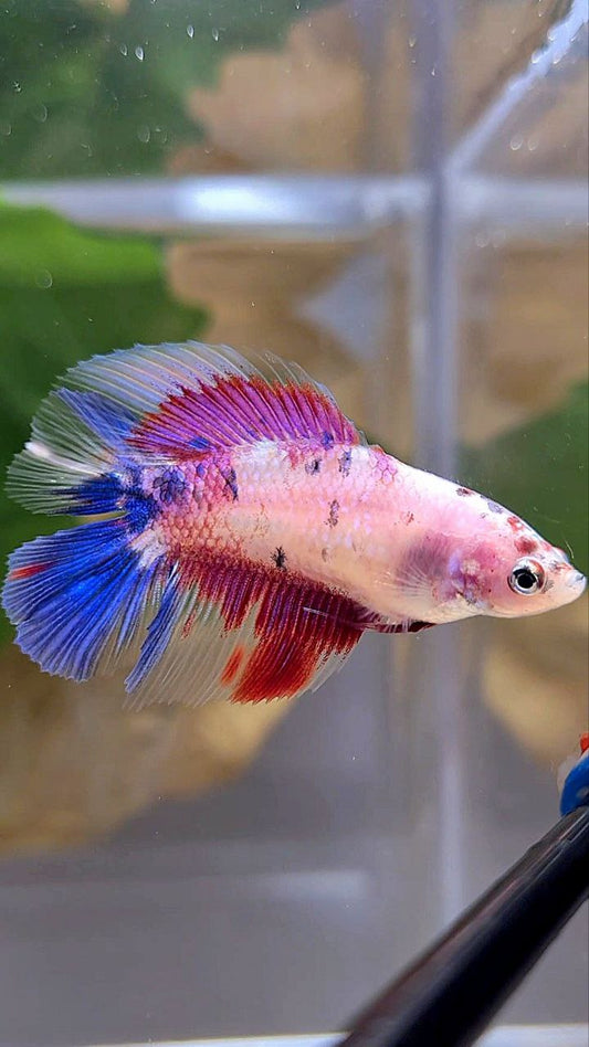 FEMALE HALFMOON DOUBLE TAIL PURPLE CANDY MULTICOLOR BETTA FISH