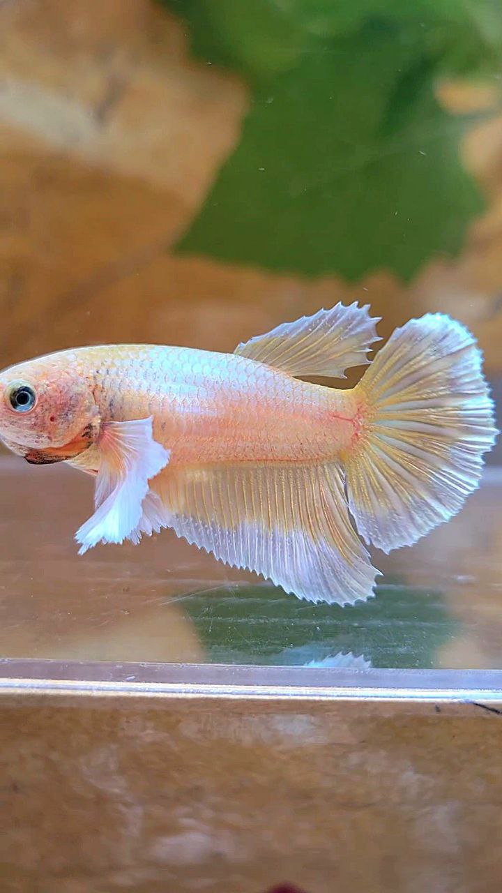 FEMALE HALFMOON DUMBO EAR GOLD BUTTERFLY BETTA FISH