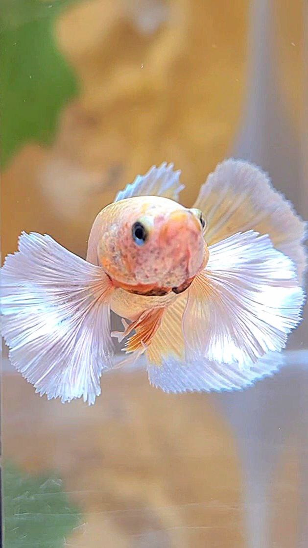 FEMALE HALFMOON DUMBO EAR GOLD BUTTERFLY BETTA FISH