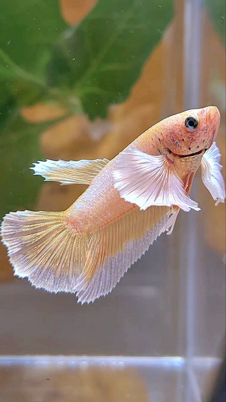 FEMALE HALFMOON DUMBO EAR GOLD BUTTERFLY BETTA FISH