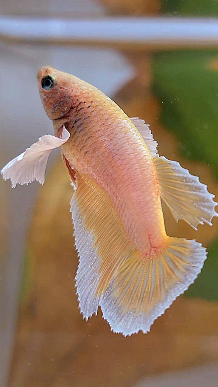FEMALE HALFMOON DUMBO EAR GOLD BUTTERFLY BETTA FISH