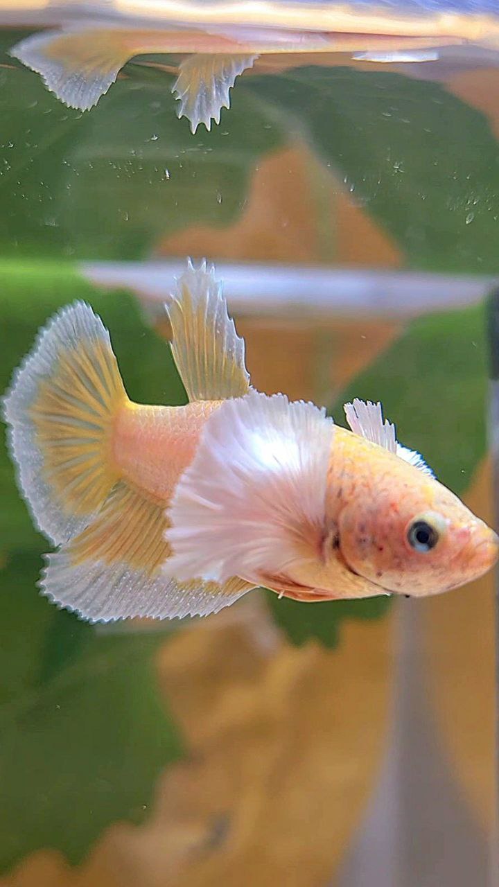 FEMALE HALFMOON DUMBO EAR GOLD BUTTERFLY BETTA FISH