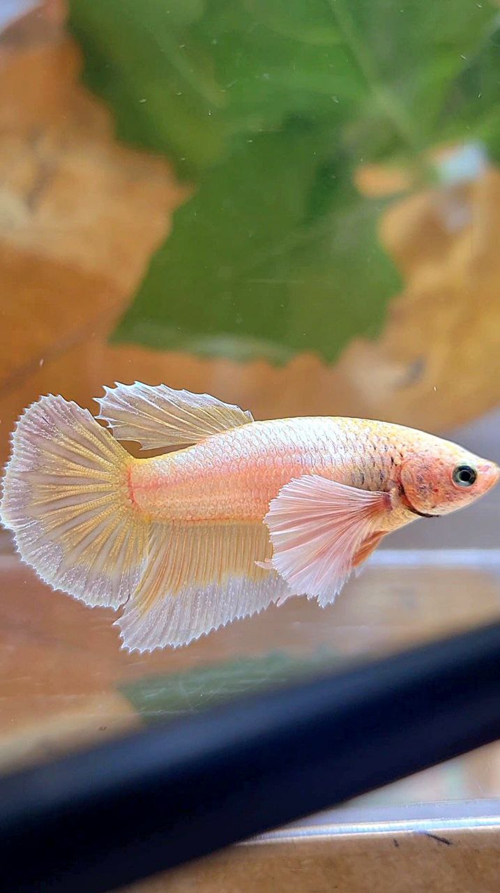 FEMALE HALFMOON DUMBO EAR GOLD BUTTERFLY BETTA FISH