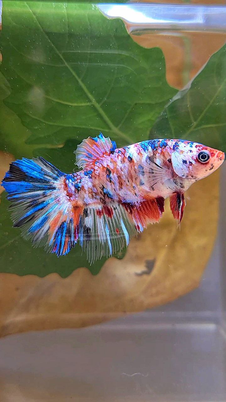 XL FEMALE HALFMOON KOI GALAXY MULTICOLOR BETTA FISH