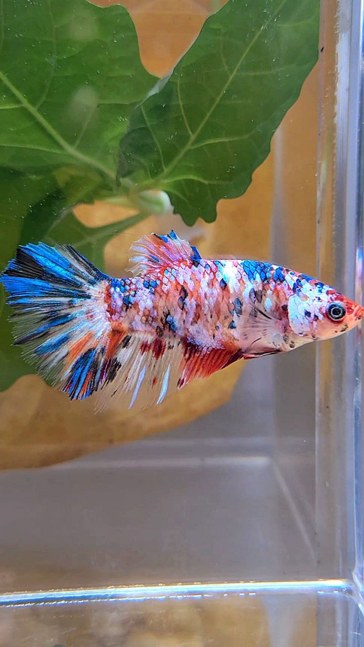 XL FEMALE HALFMOON KOI GALAXY MULTICOLOR BETTA FISH