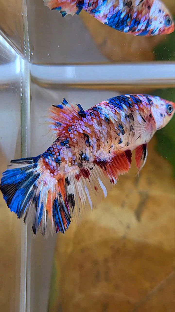 XL FEMALE HALFMOON KOI GALAXY MULTICOLOR BETTA FISH