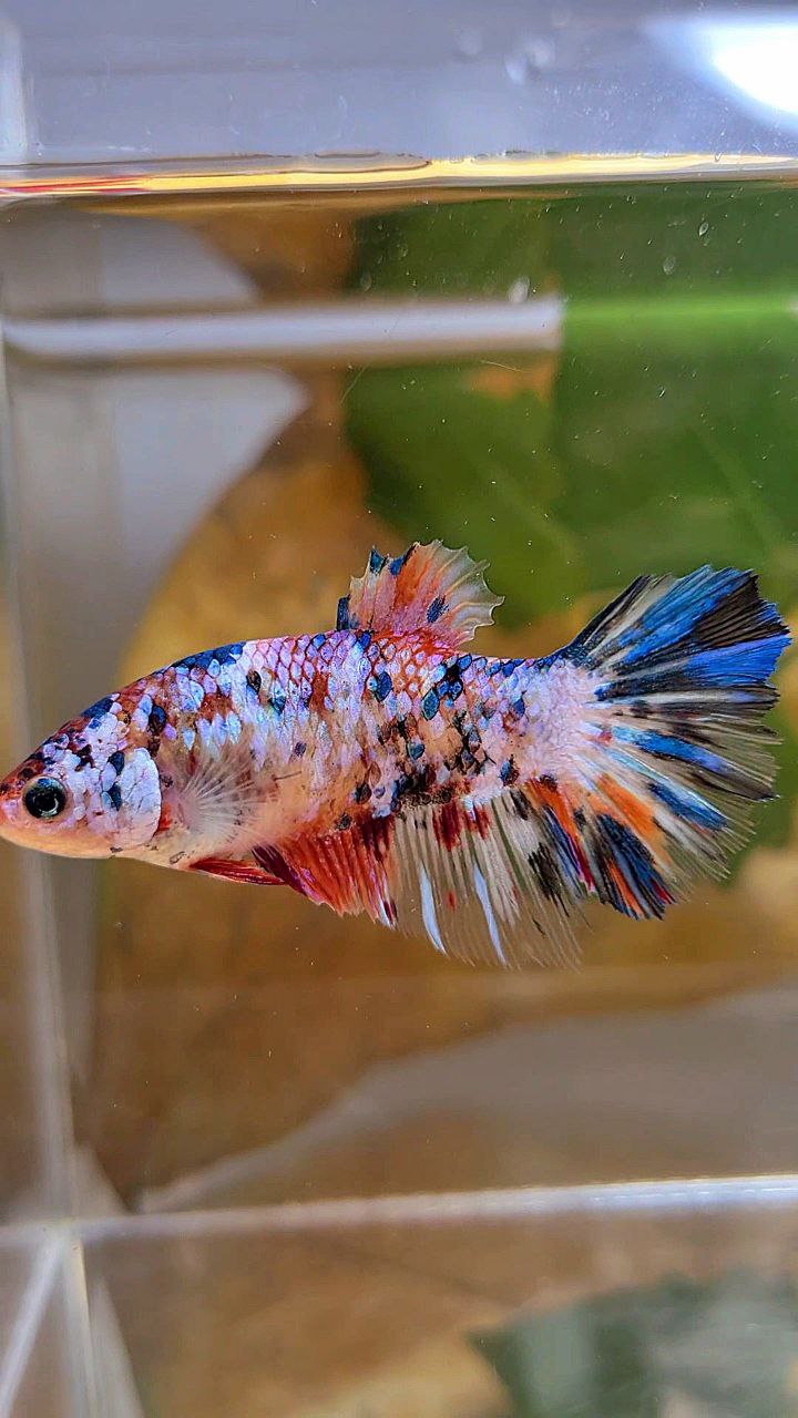 XL FEMALE HALFMOON KOI GALAXY MULTICOLOR BETTA FISH