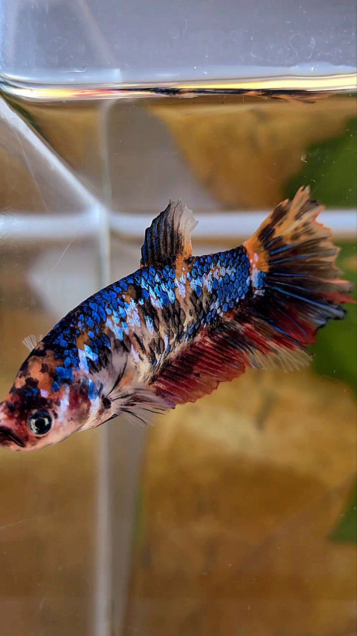 XL FEMALE HALFMOON BLACK MULTICOLOR BETTA FISH